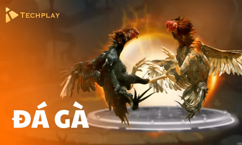 Đá Gà Techplay